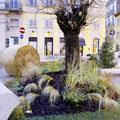 Piazza Marconi: un bosco in citt�
