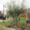 Un ulivo secolare per Giovanni Palatucci